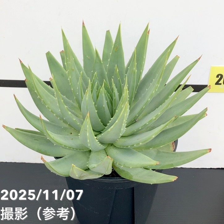 アロエ　ポリフィラ 現品お届け】アロエ ポリフィラ Aloe polyphylla 7号（1）｜観葉10-TU