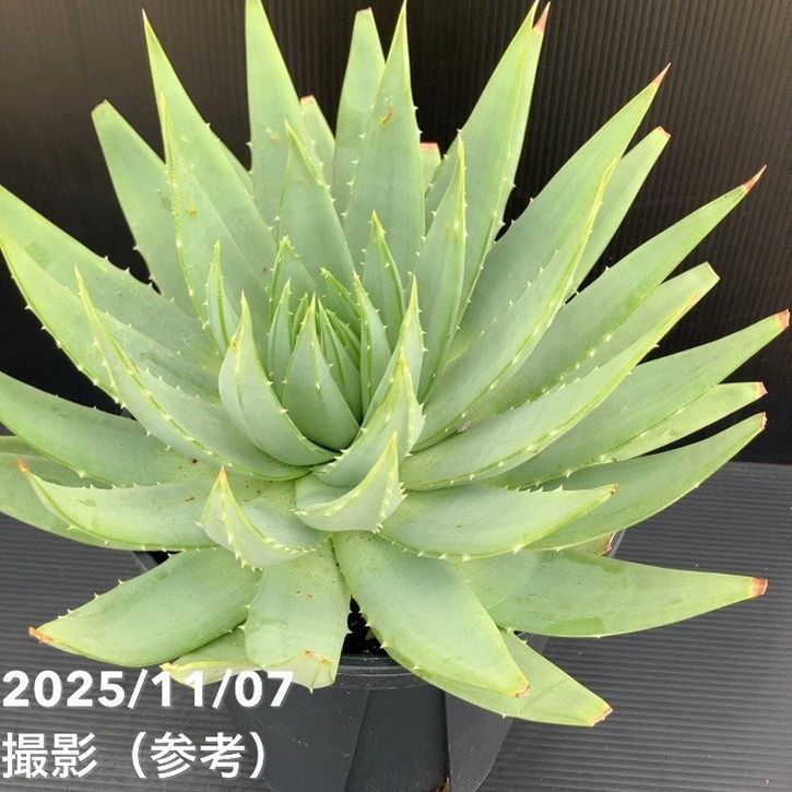 現品お届け】アロエ ポリフィラ Aloe polyphylla 7号（1）｜観葉10-TU