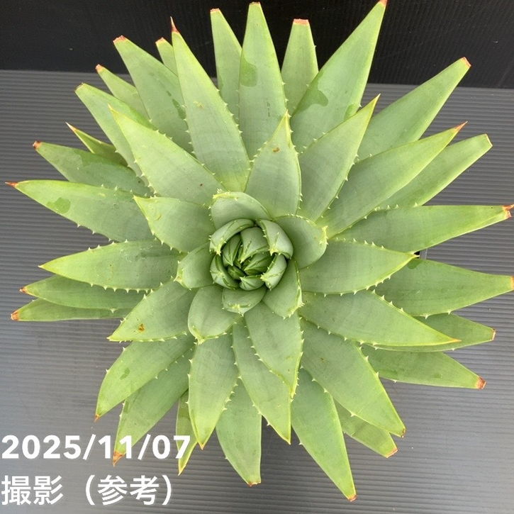 現品お届け】アロエ ポリフィラ Aloe polyphylla 7号（1）｜観葉10-TU