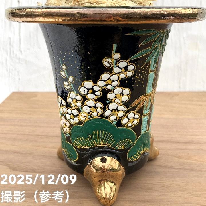 万年青「新生殿」 万年青(おもと）：新生殿(しんせいでん） 【現品】【送料無料】 | 古典