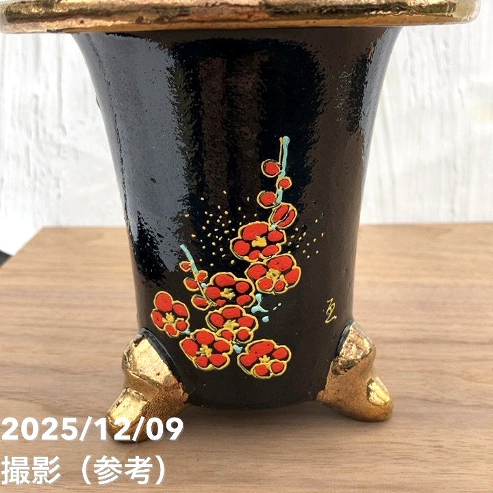 現品お届け】豊明園 万年青 オモト 新生殿（しんせいでん） 松竹梅鉢