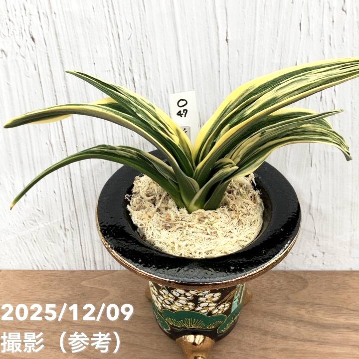 現品お届け】豊明園 万年青 オモト 新生殿（しんせいでん） 松竹梅鉢