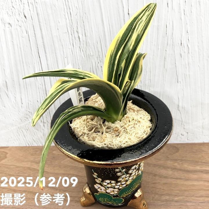 現品お届け】豊明園 万年青 オモト 新生殿（しんせいでん） 松竹梅鉢