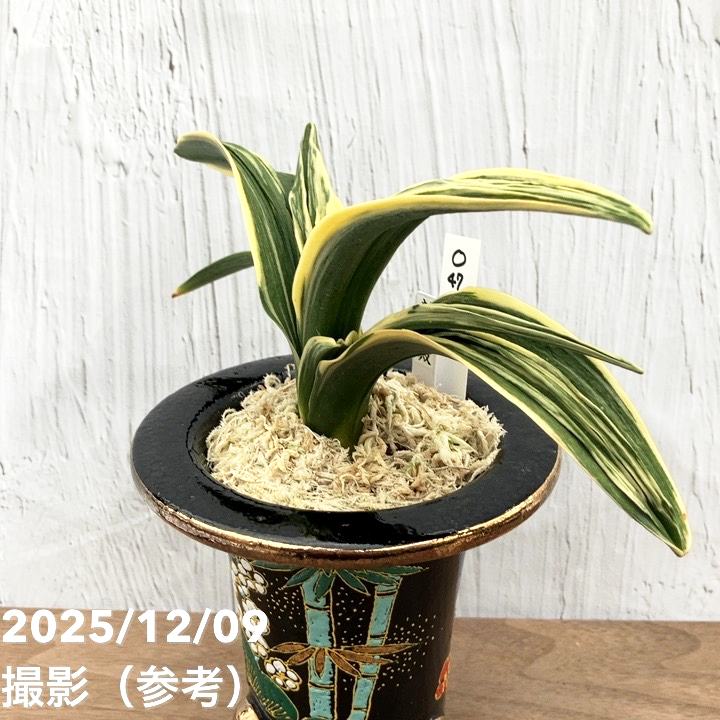 現品お届け】豊明園 万年青 オモト 新生殿（しんせいでん） 松竹梅鉢