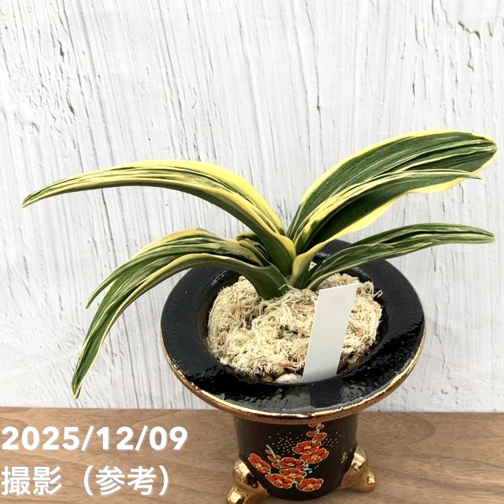 現品お届け】豊明園 万年青 オモト 新生殿（しんせいでん） 松竹梅鉢