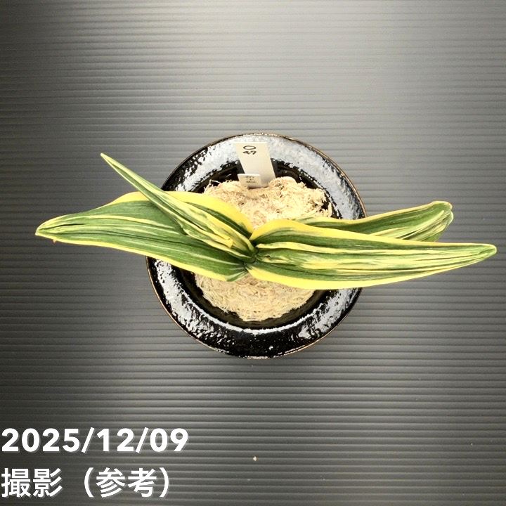 現品お届け】豊明園 万年青 オモト 新生殿（しんせいでん） 松竹梅鉢