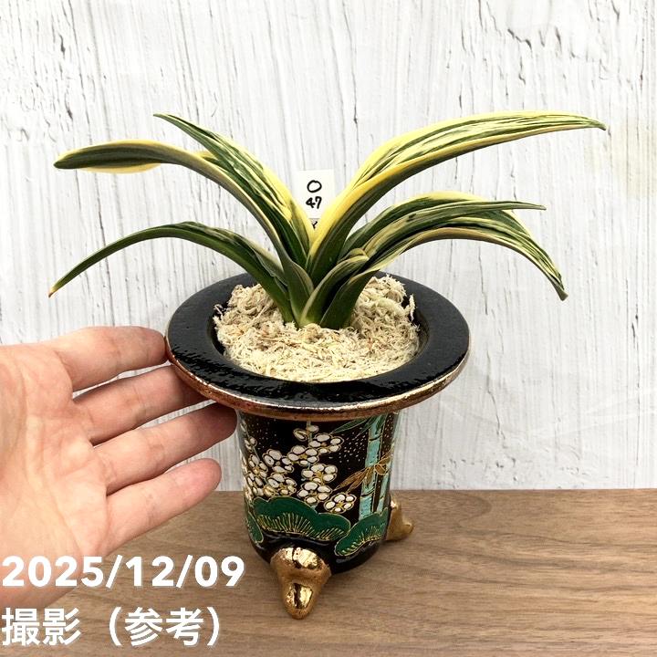 現品お届け】豊明園 万年青 オモト 新生殿（しんせいでん） 松竹梅鉢