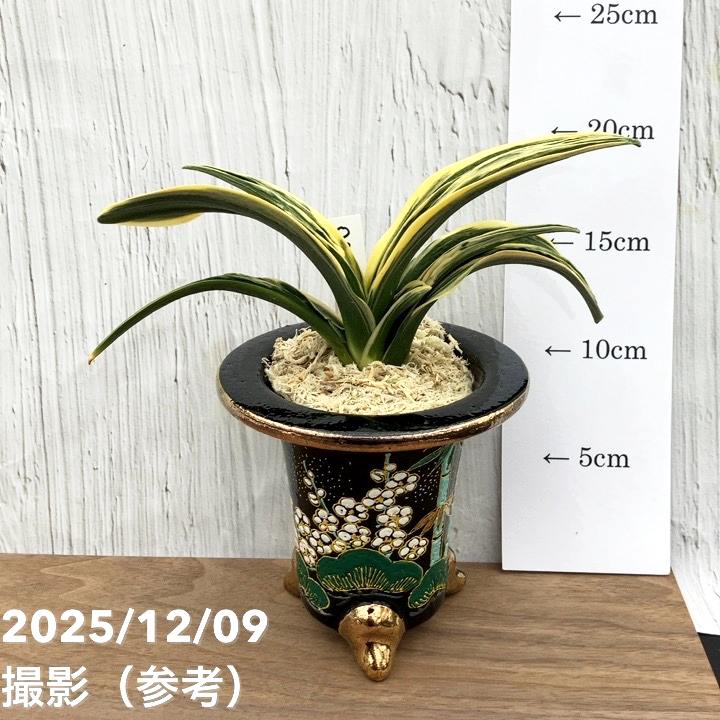 現品お届け】豊明園 万年青 オモト 新生殿（しんせいでん） 松竹梅鉢