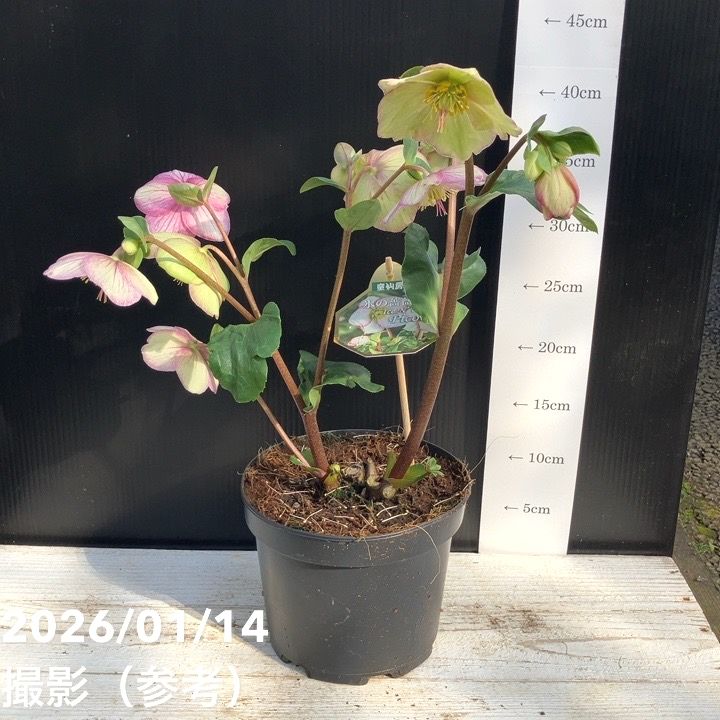 クリスマスローズ 氷の薔薇 5.5号 ピコティー｜山野04-PA | 草花