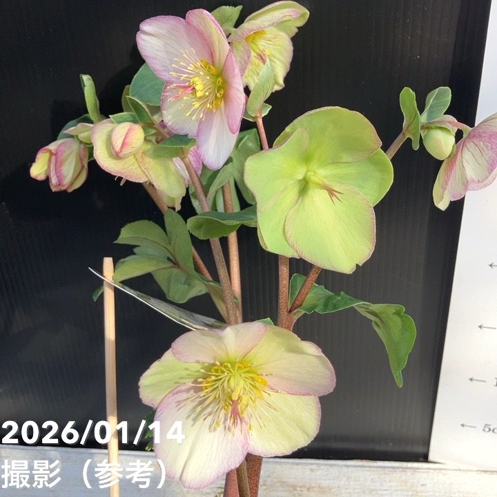 クリスマスローズ 氷の薔薇 5.5号 ピコティー｜山野04-PA | 草花