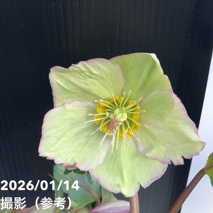 yuko㉖-17㉖-35クリスマスローズ 川上未映子氏・特別寄稿】『趣味の