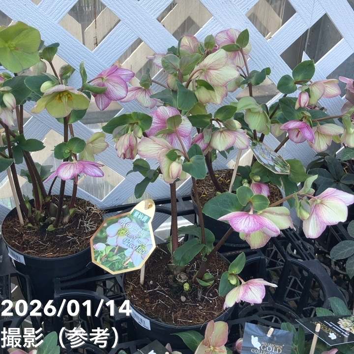 bonobono様ご購入苗㉖-166㉖-180クリスマスローズ bonobono 様専用