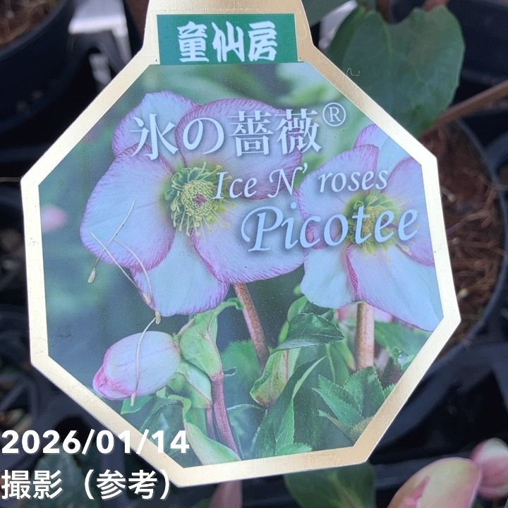 クリスマスローズ 氷の薔薇 5.5号 ピコティー｜山野04-PA | 草花