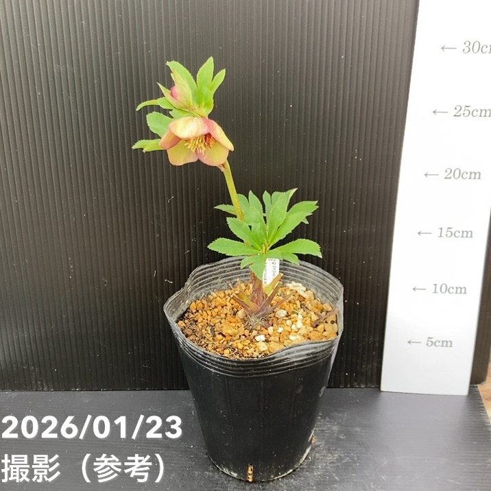 一点物】加藤農園 クリスマスローズ 4.5号（KT51）｜山野04-PA | 草花