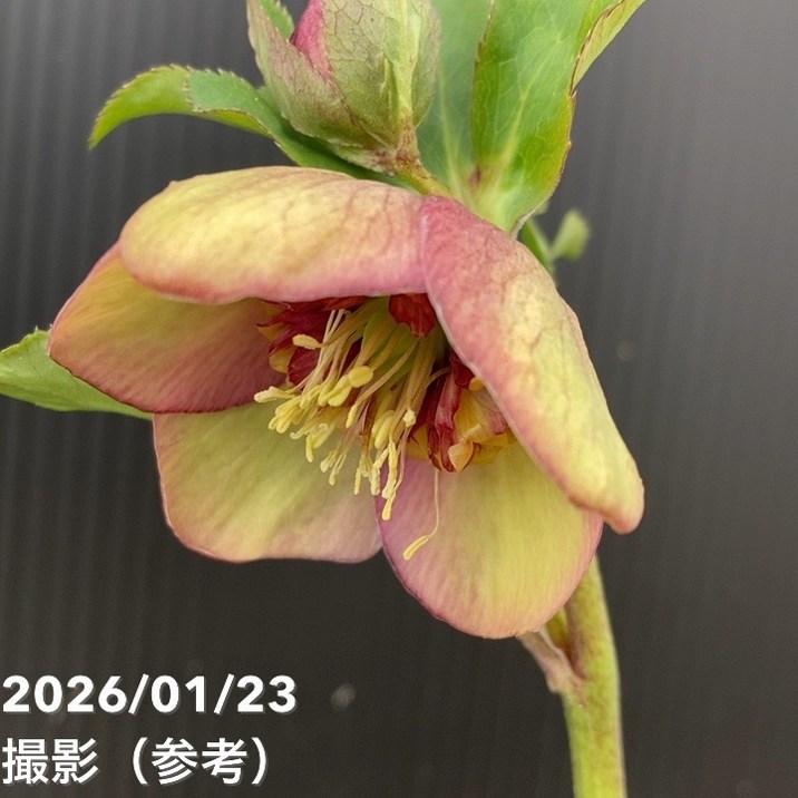 一点物】加藤農園 クリスマスローズ 4.5号（KT51）｜山野04-PA | 草花