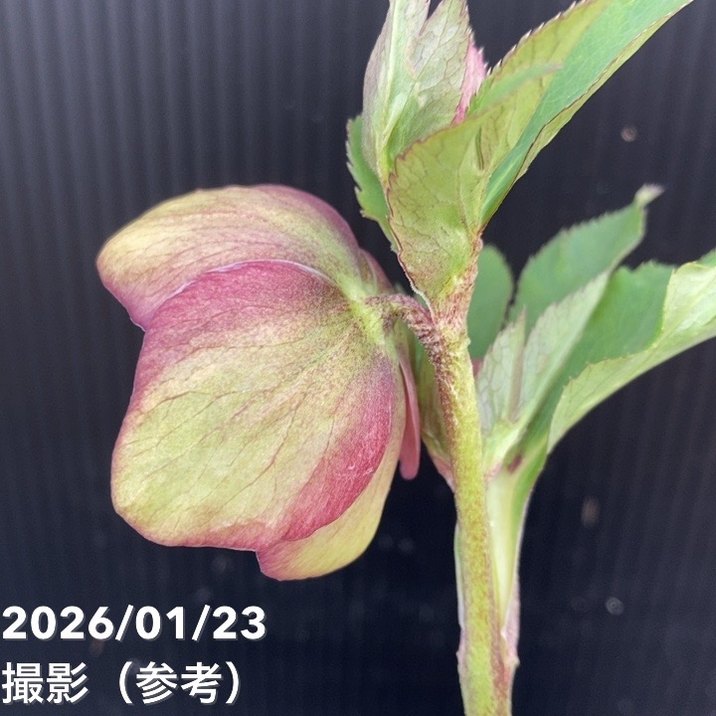 一点物】加藤農園 クリスマスローズ 4.5号（KT51）｜山野04-PA | 草花