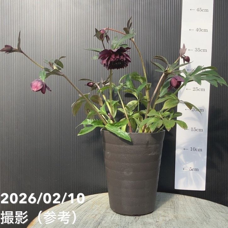 一点物】広瀬園芸 クリスマスローズ 4.5号（HR8）｜山野04-PA | 草花