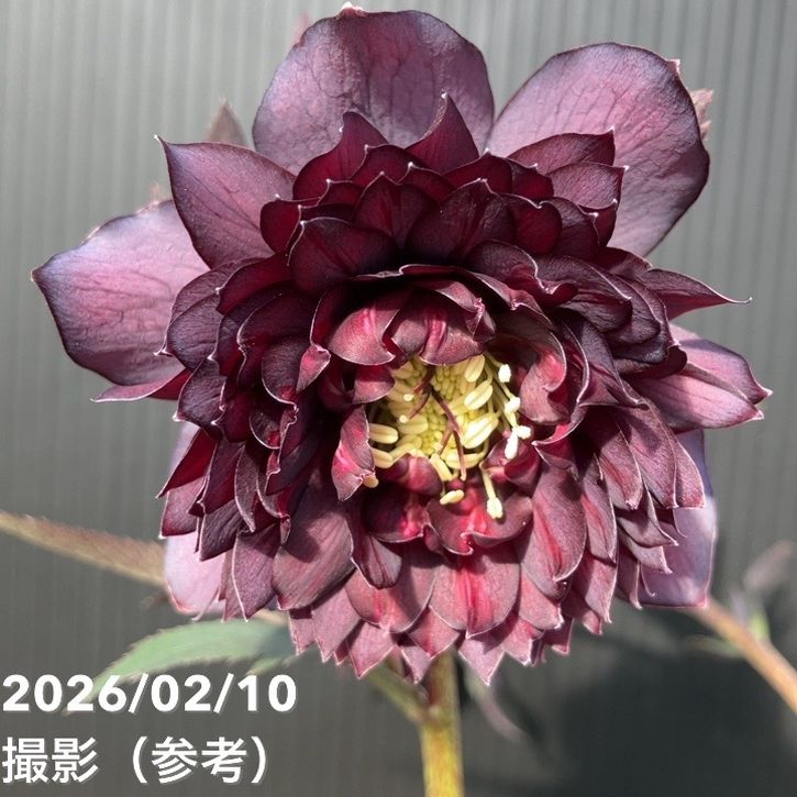 一点物】広瀬園芸 クリスマスローズ 4.5号（HR8）｜山野04-PA | 草花