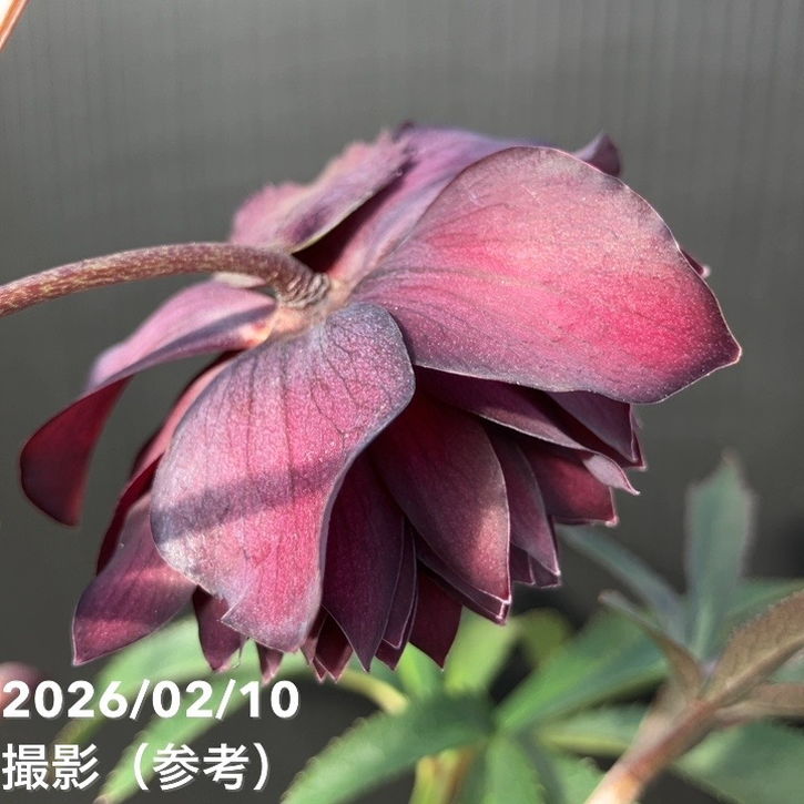 一点物】広瀬園芸 クリスマスローズ 4.5号（HR8）｜山野04-PA | 草花