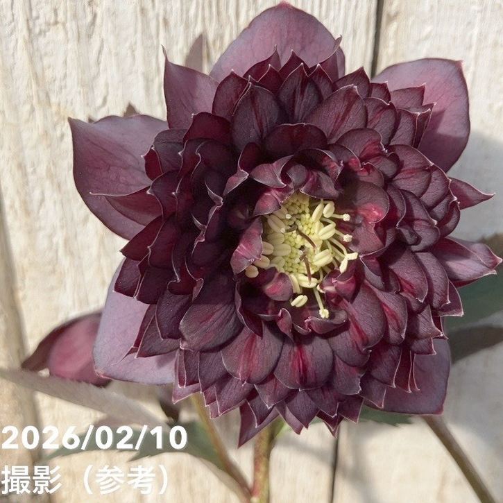 一点物】広瀬園芸 クリスマスローズ 4.5号（HR8）｜山野04-PA | 草花