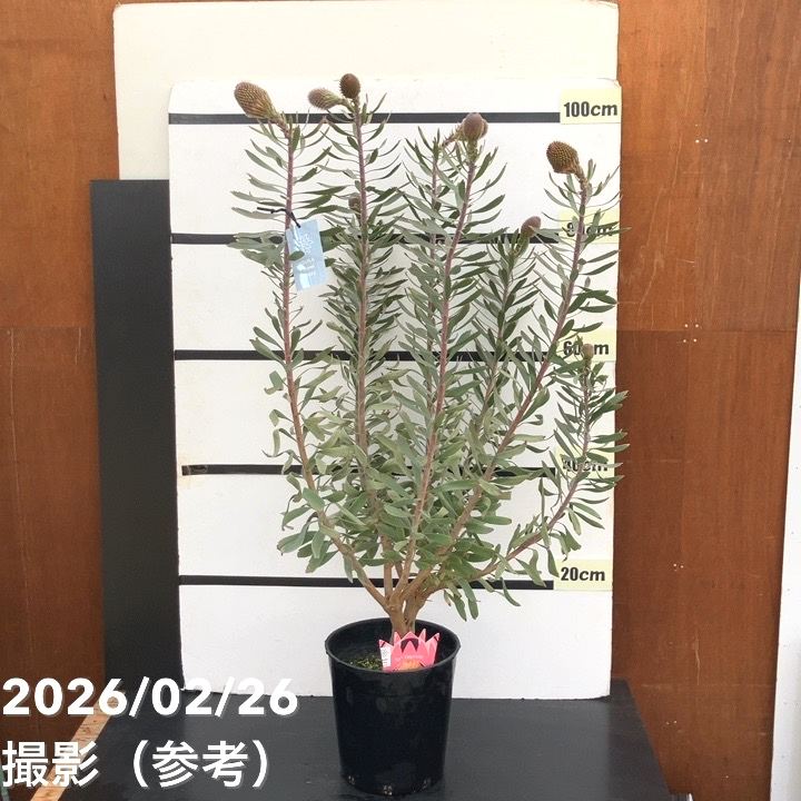 現品お届け】リューコスペルマム ソーエキゾチック 7号｜花木10-TU
