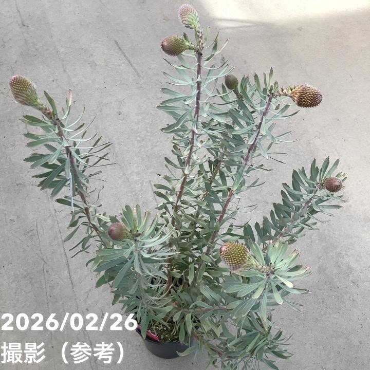 現品お届け】リューコスペルマム ソーエキゾチック 7号｜花木10-TU