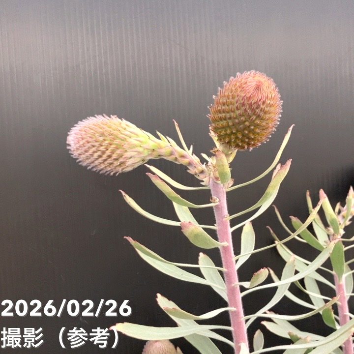 現品お届け】リューコスペルマム ソーエキゾチック 7号｜花木10-TU