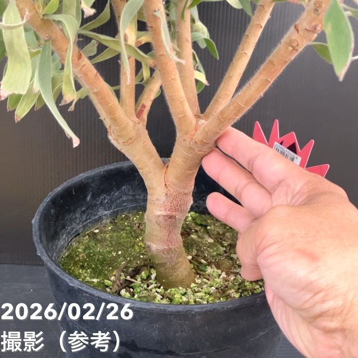 現品お届け】リューコスペルマム ソーエキゾチック 7号｜花木10-TU