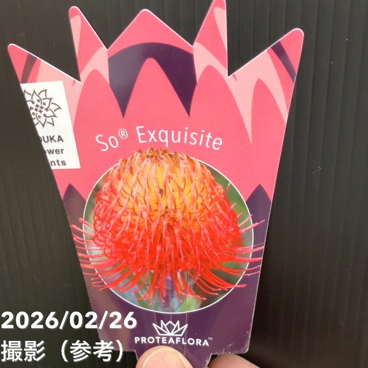 現品お届け】リューコスペルマム ソーエキゾチック 7号｜花木10-TU