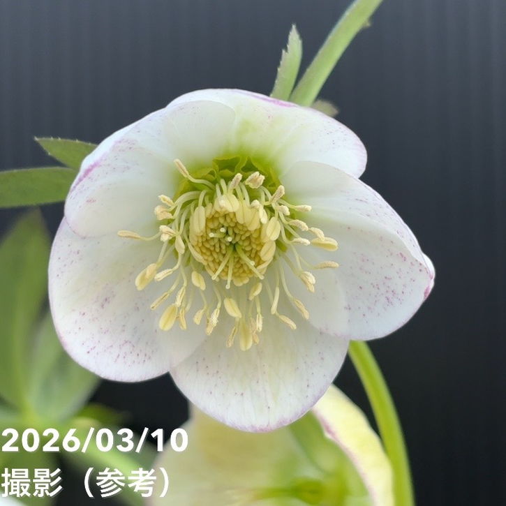 一点物】大和園 クリスマスローズ 4.5号（YA22）｜山野04-PA | 草花