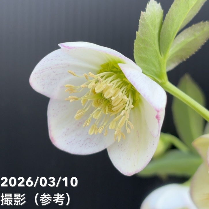一点物】大和園 クリスマスローズ 4.5号（YA22）｜山野04-PA | 草花