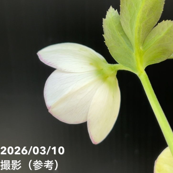 一点物】大和園 クリスマスローズ 4.5号（YA22）｜山野04-PA | 草花