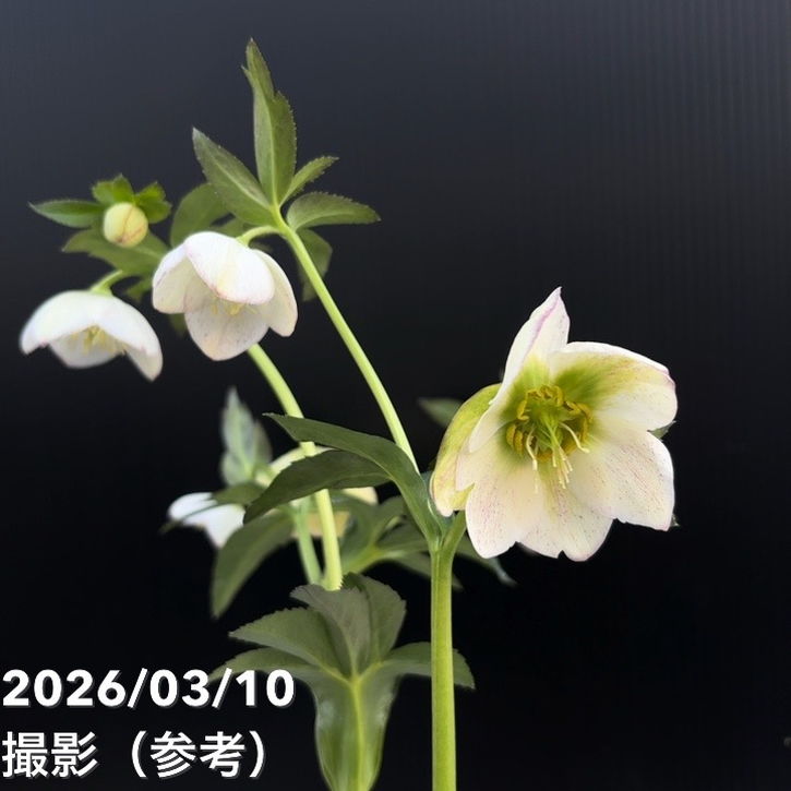 一点物】大和園 クリスマスローズ 4.5号（YA22）｜山野04-PA | 草花