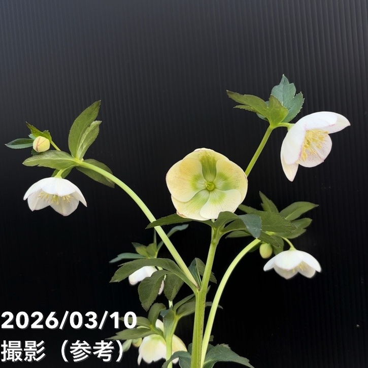 一点物】大和園 クリスマスローズ 4.5号（YA22）｜山野04-PA | 草花