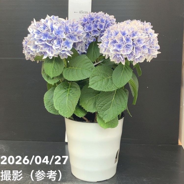 アジサイ ビー玉 5.5号｜鉢花10-TU | 花木・庭木,アジサイ類 | 赤塚