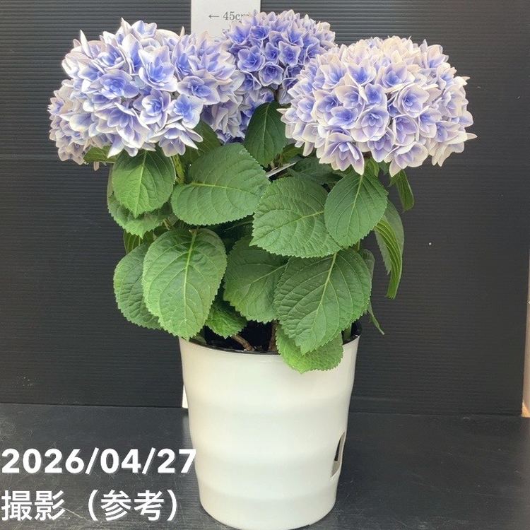 決算P5倍！10%OFF！8/2まで】アジサイ ビー玉 5.5号｜鉢花10-TU | 花木