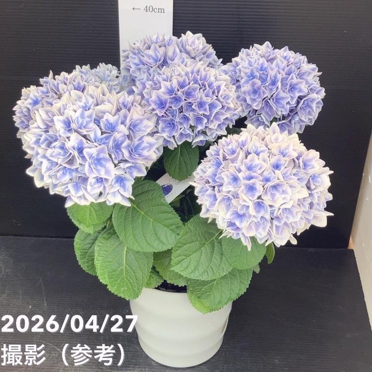 アジサイ ビー玉 5.5号｜鉢花10-TU | 花木・庭木,アジサイ類 | 赤塚