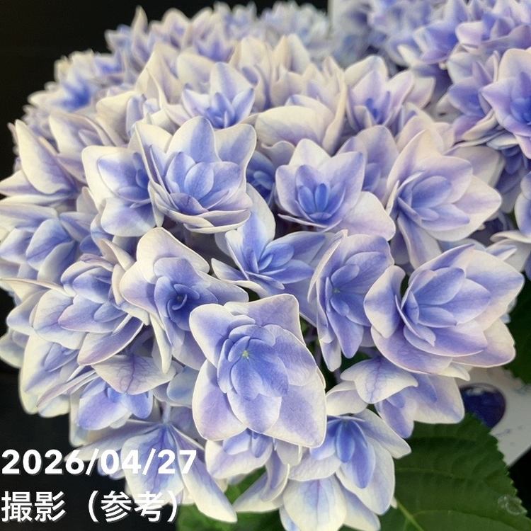 アジサイ ビー玉 5.5号｜鉢花10-TU | 花木・庭木,アジサイ類 | 赤塚