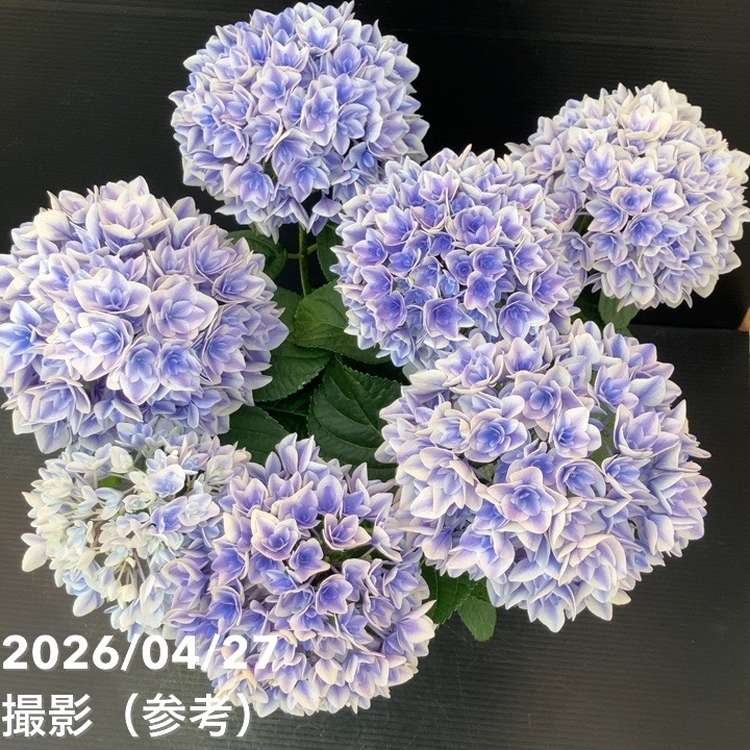 アジサイ ビー玉 5.5号｜鉢花10-TU | 花木・庭木,アジサイ類 | 赤塚
