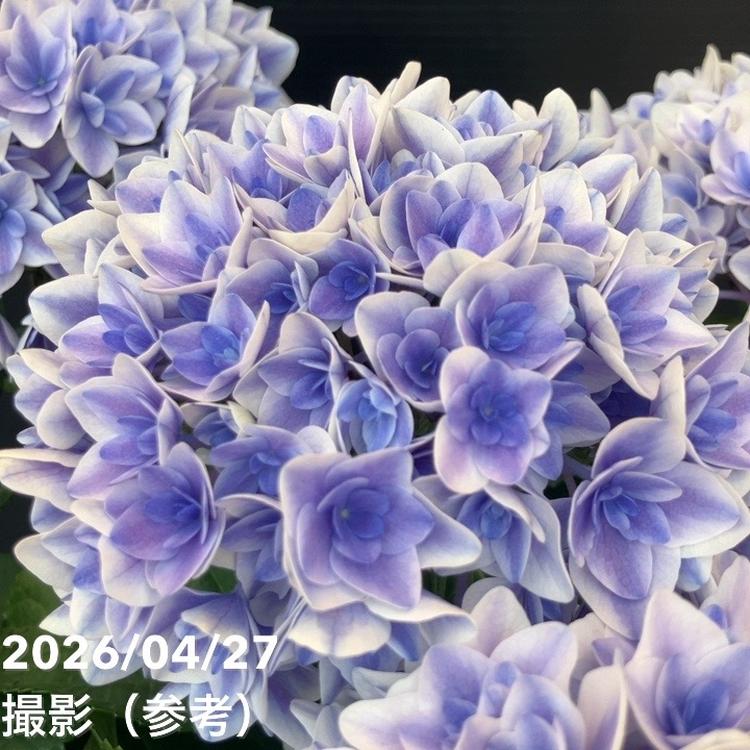 アジサイ ビー玉 5.5号｜鉢花10-TU | 花木・庭木,アジサイ類 | 赤塚