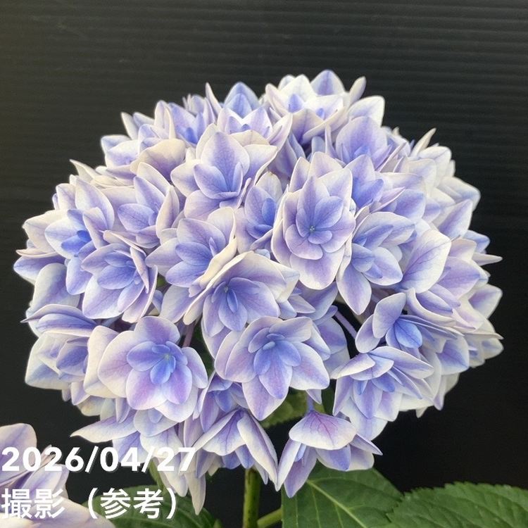 決算P5倍！10%OFF！8/2まで】アジサイ ビー玉 5.5号｜鉢花10-TU | 花木