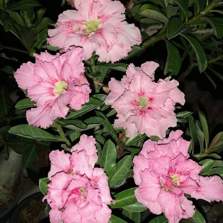 65周年記念セール】アデニウム オベスム 4号 Super Pink（6）｜観葉01