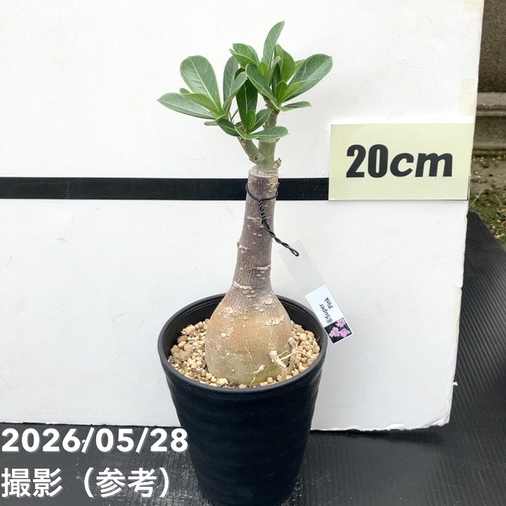 65周年記念セール】アデニウム オベスム 4号 Super Pink（6）｜観葉01