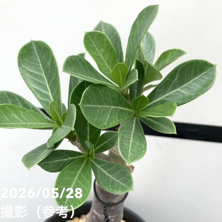 65周年記念セール】アデニウム オベスム 4号 Super Pink（6）｜観葉01