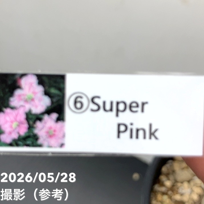 アデニウム オベスム 4号 Super Pink（6）｜観葉01-D1 | 観葉・多肉