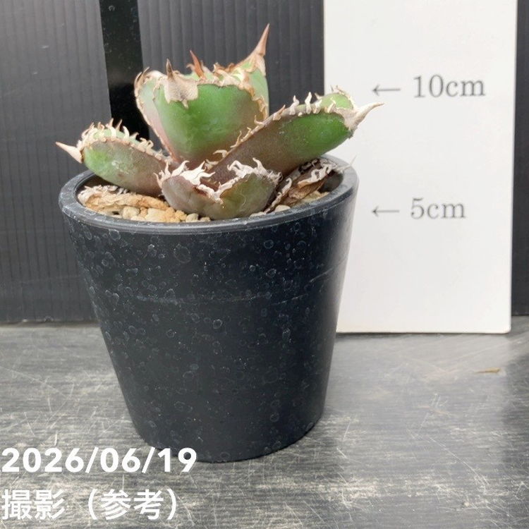 アガベ 3.5号 金剛｜観葉10-TU | 観葉・多肉,アガベ | 赤塚植物園