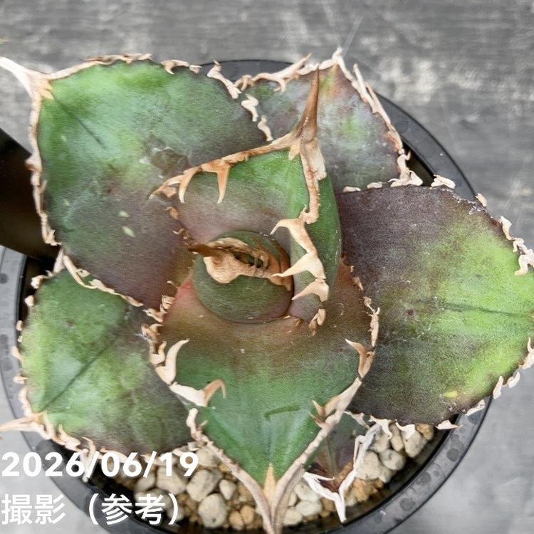 アガベ 3.5号 金剛|観葉10-TU | 観葉・多肉,アガベ | 赤塚植物園 アガベ 3.5号 金剛|観葉10-TU | 観葉・多肉,アガベ | 赤塚植物園