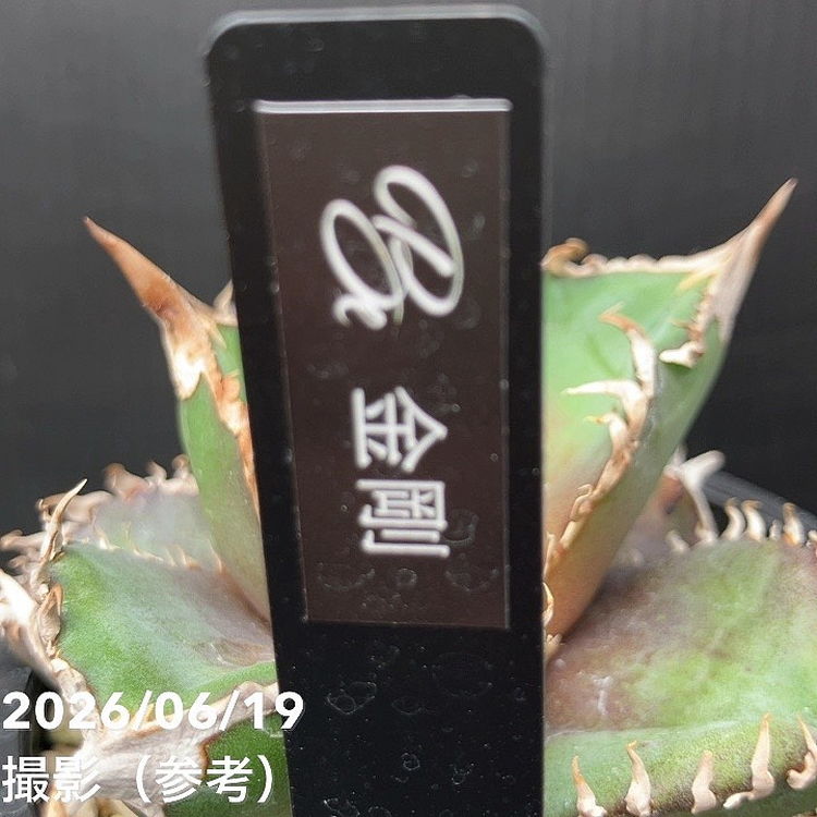 アガベ 3.5号 金剛｜観葉10-TU | 観葉・多肉,アガベ | 赤塚植物園