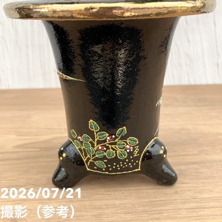 現品お届け】豊明園 万年青 オモト 千代田獅子（ちよだじし） 錦鉢