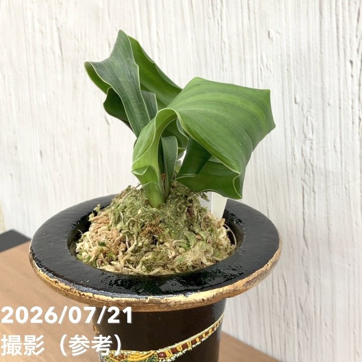 現品お届け】豊明園 万年青 オモト 千代田獅子（ちよだじし） 錦鉢